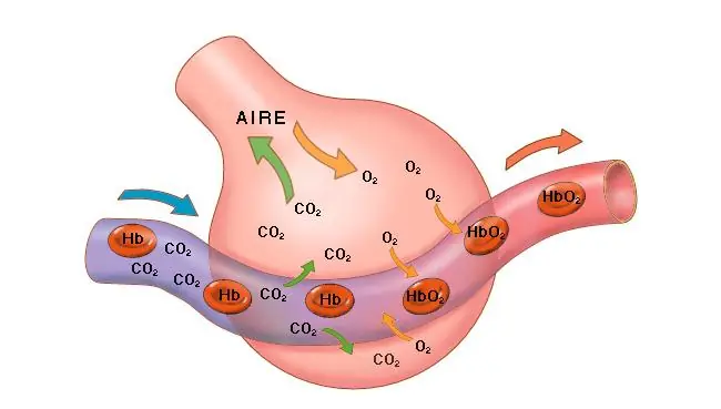 gases gases