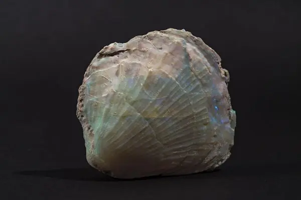 desentierro