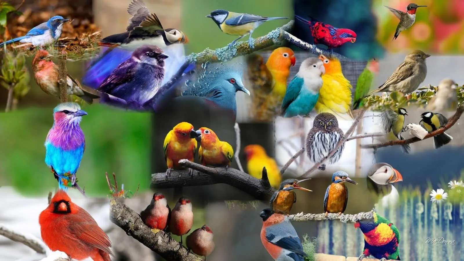 ¿Qué son las aves?