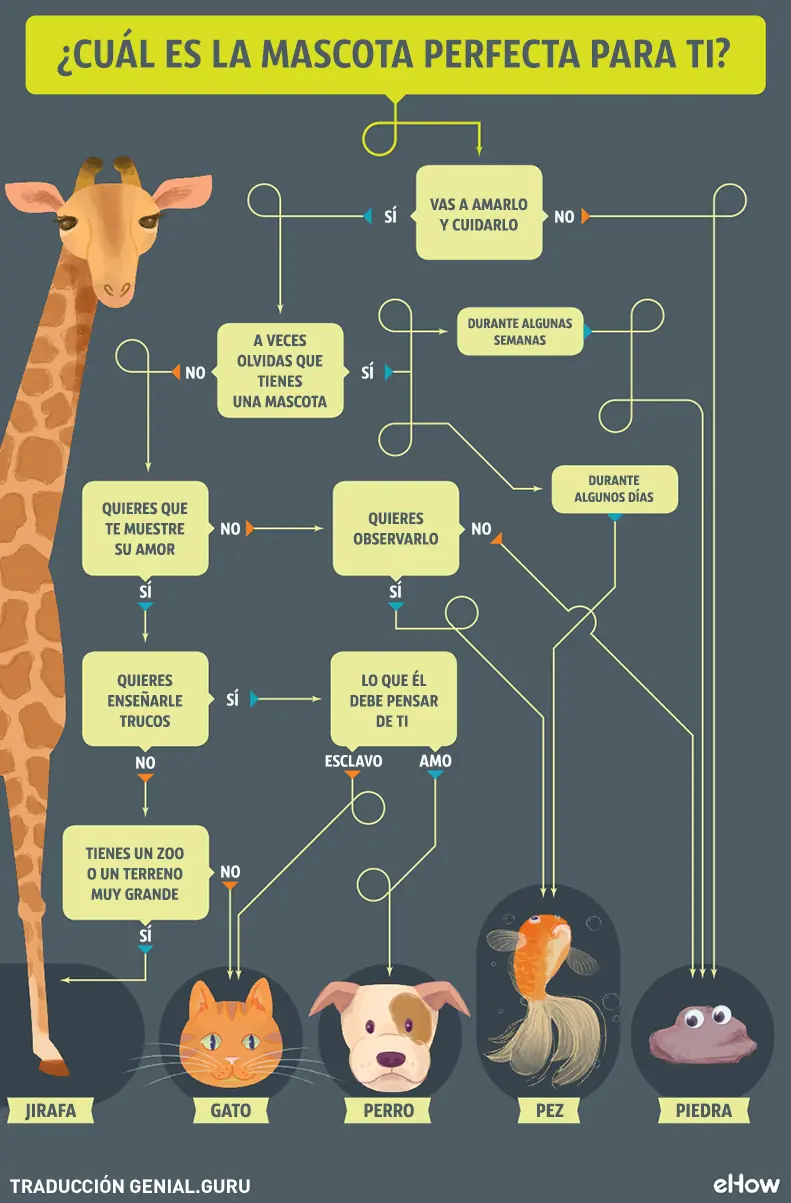mejor mascota
