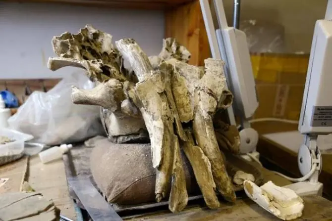 ¿Explicacion de la exticion del mamut?