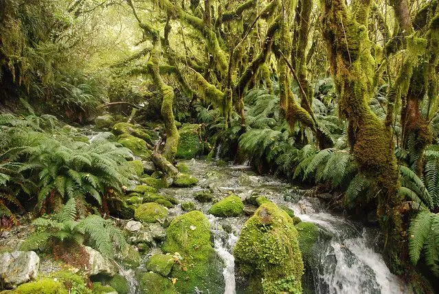 Milford Sound,el reino de la lluvia.