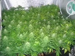 marihuana