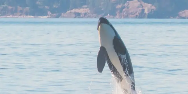 orcas