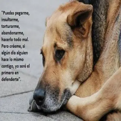 Homenaje a tu mejor amigo en su dia