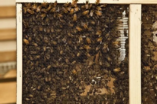 Las 10 peores formas de morir en la naturaleza