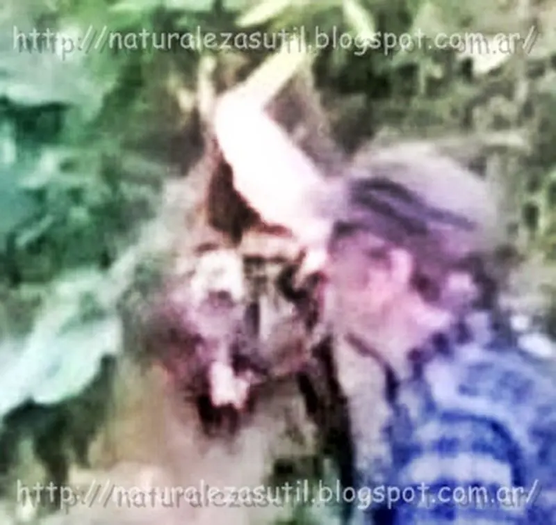 Espíritus del bosque