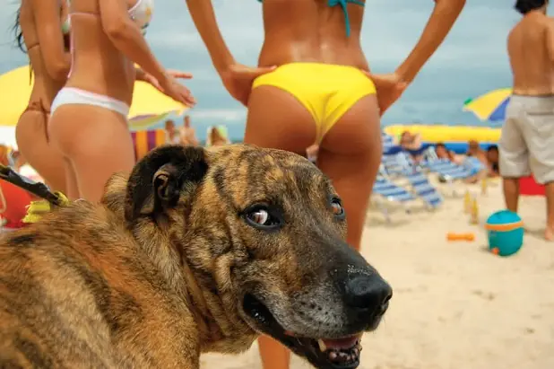 animales animales