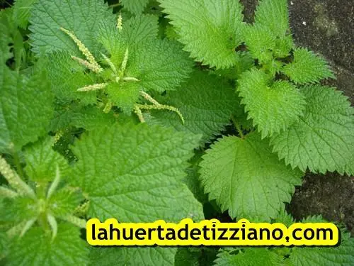 Propiedades de la ortiga verde