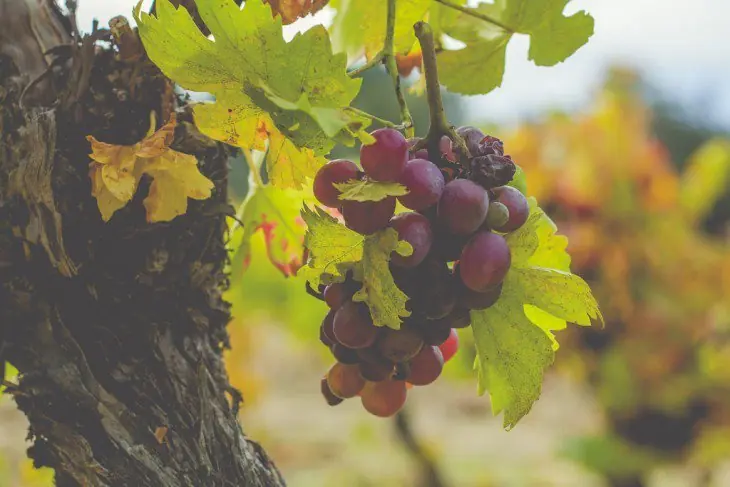 10 Remedios Caseros que Realmente Funcionan ¡Toma nota!