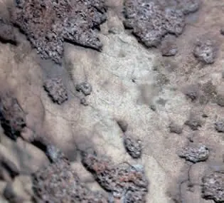 hongos