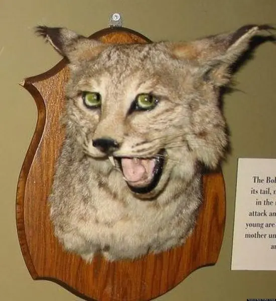 Los peores trabajos de taxidermia que jamás hayas visto.