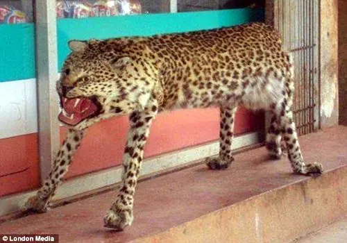lince
