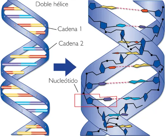 Tenemos ADN de dinosaurio en nuestros genes? La Polidactilia
