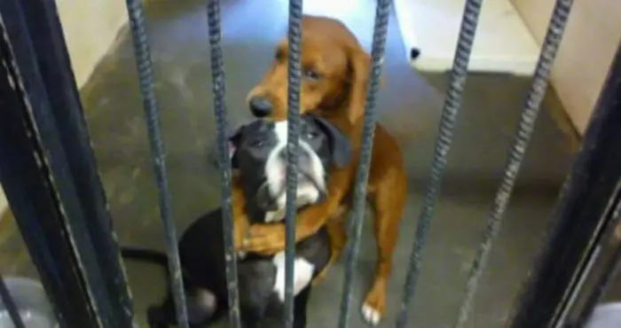 FOTO de dos cachorros abrazados se vuelve viral.