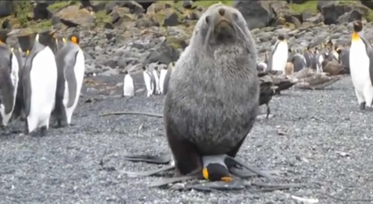 Antártida: Lobos marinos teniendo sexo con pingüinos