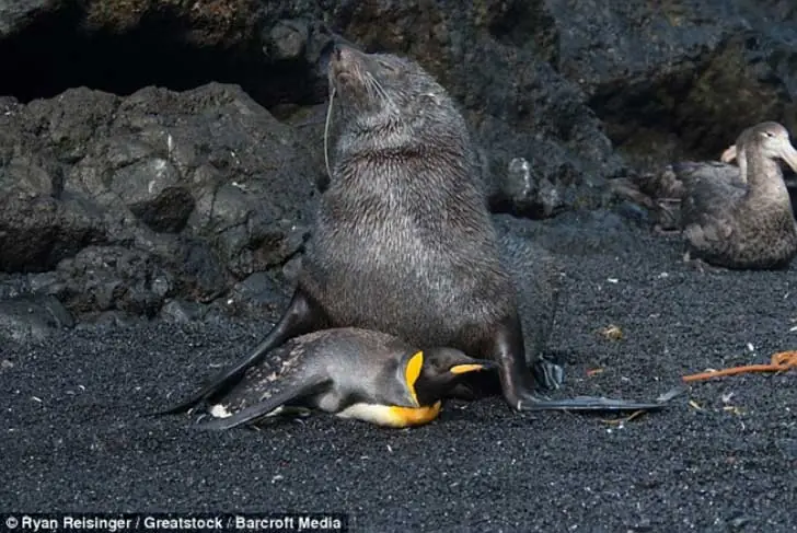 pinguinos