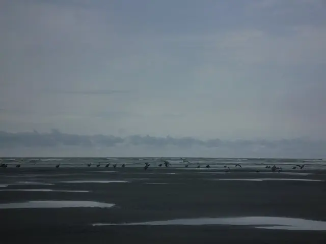 avistamiento de ballenas