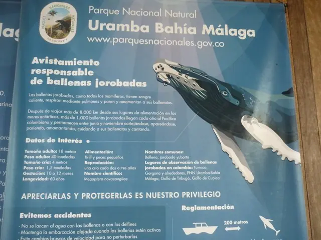 avistamiento de ballenas