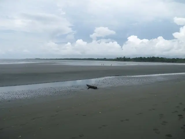avistamiento de ballenas