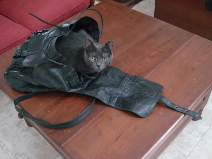 Mercado libre WTF [Actualizado]