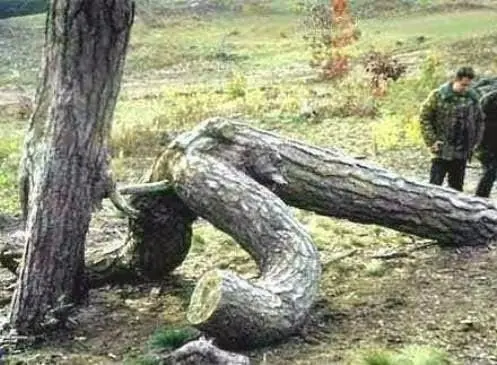 diversion