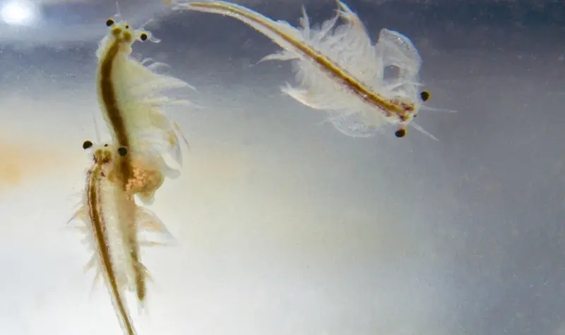 sea monkeys mascotas