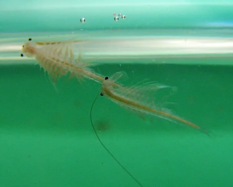 sea monkeys