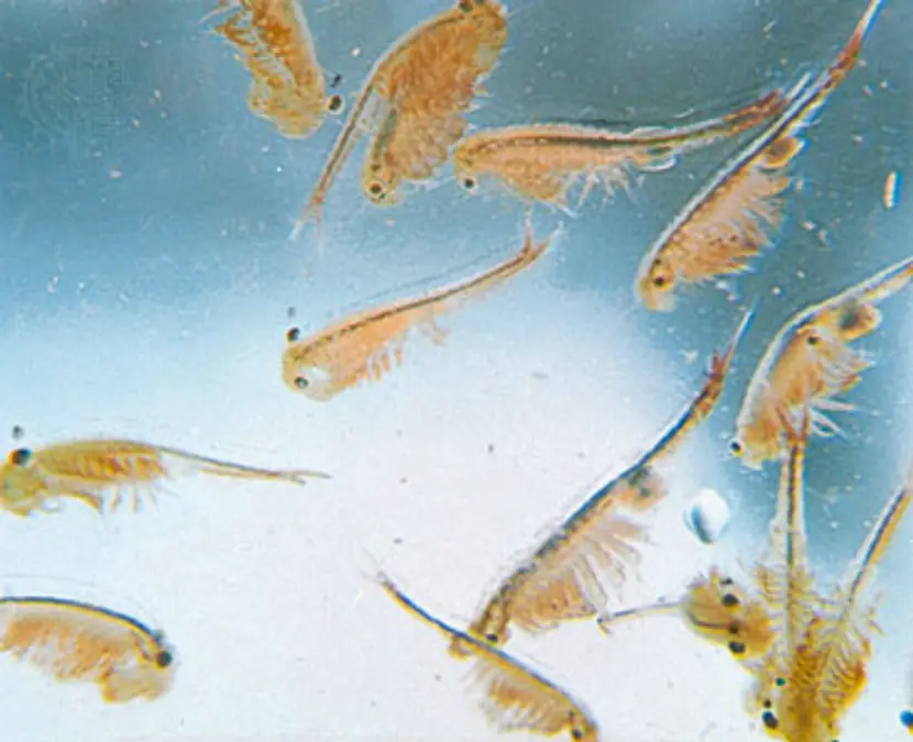 sea monkeys mascotas