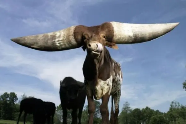 mi novia me dejo por un senegales anillero