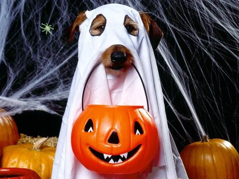 ¿Cómo organizar una fiesta de Halloween?. Todo lo necesari