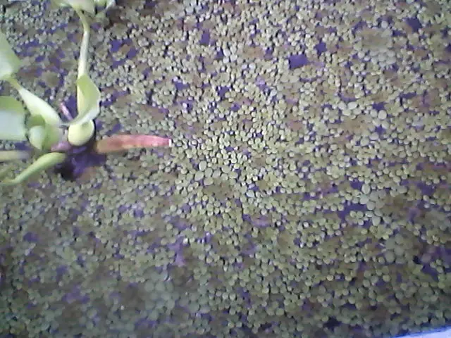 Mi estanque casero hoy en día, con filtración vegetal