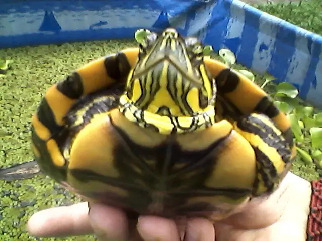 Mi estanque casero hoy en día, con filtración vegetal