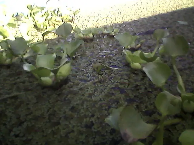 Mi estanque casero hoy en día, con filtración vegetal