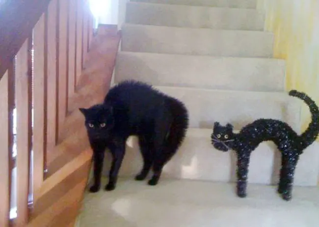 Aqui los mejores dobles de gatos... pasate!!!