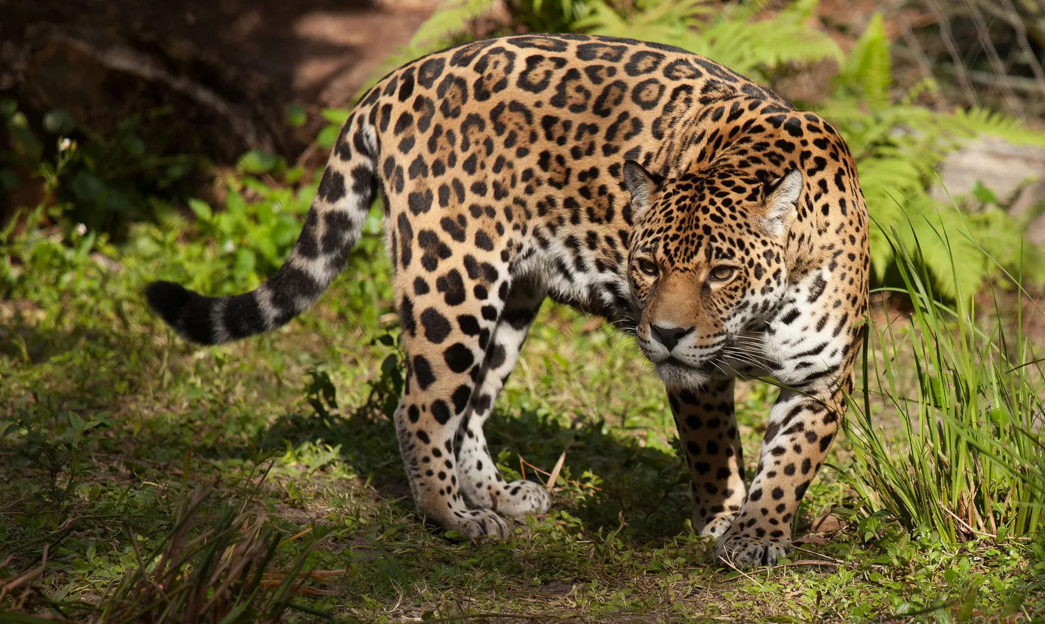 Los Animales Mas Drogadictos Del Mundo¡