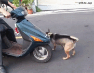 animales animales