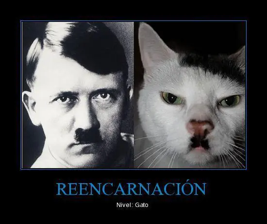 animales