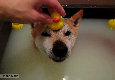 perro perro