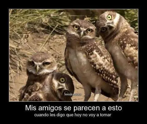 gatos