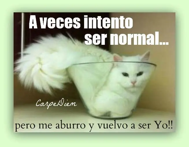 perros