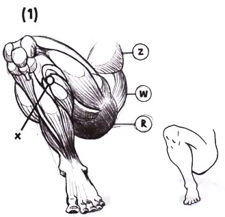 como dibujar: anatomia 2: musculos parte dos