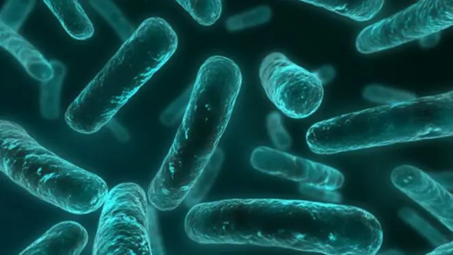 Bacteria capaz de resistir los antibióticos más poderosos