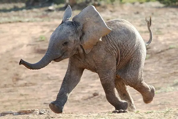 Los Animales Mas Drogadictos Del Mundo¡