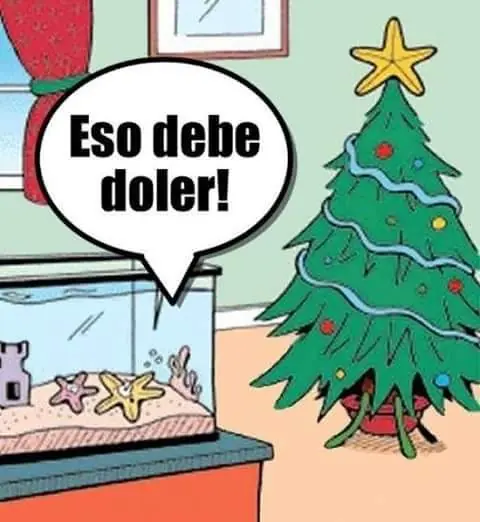 gatos