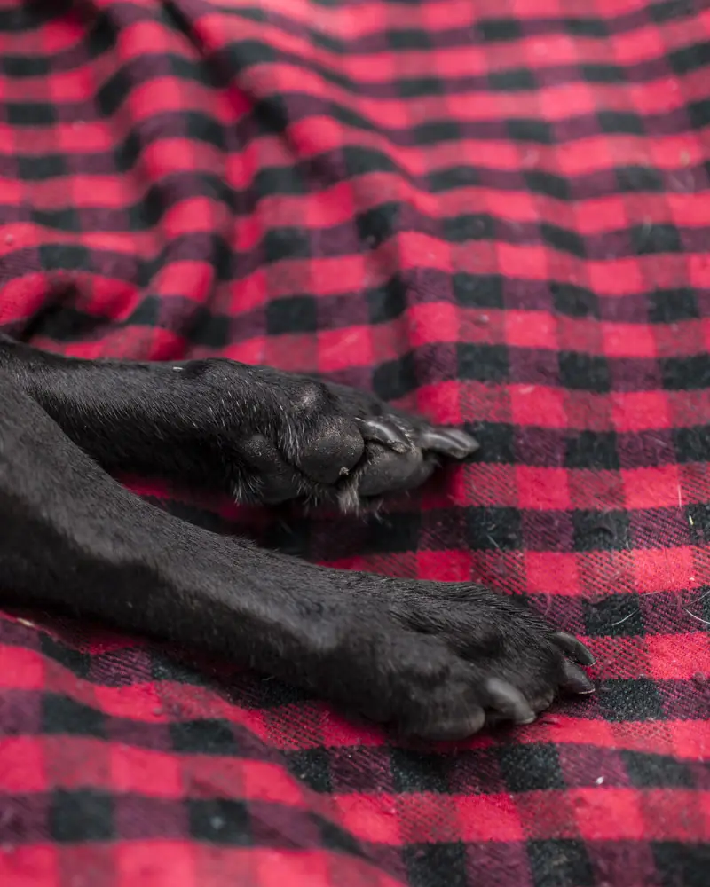 duke el perro con cancer