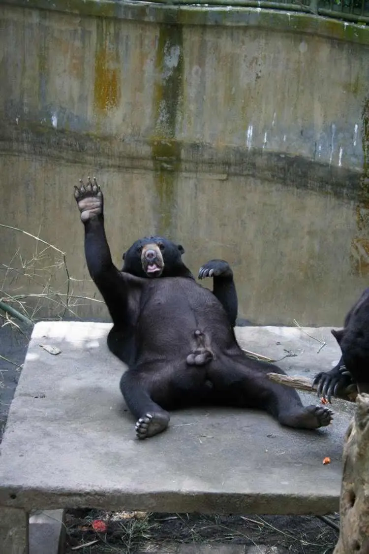 animales