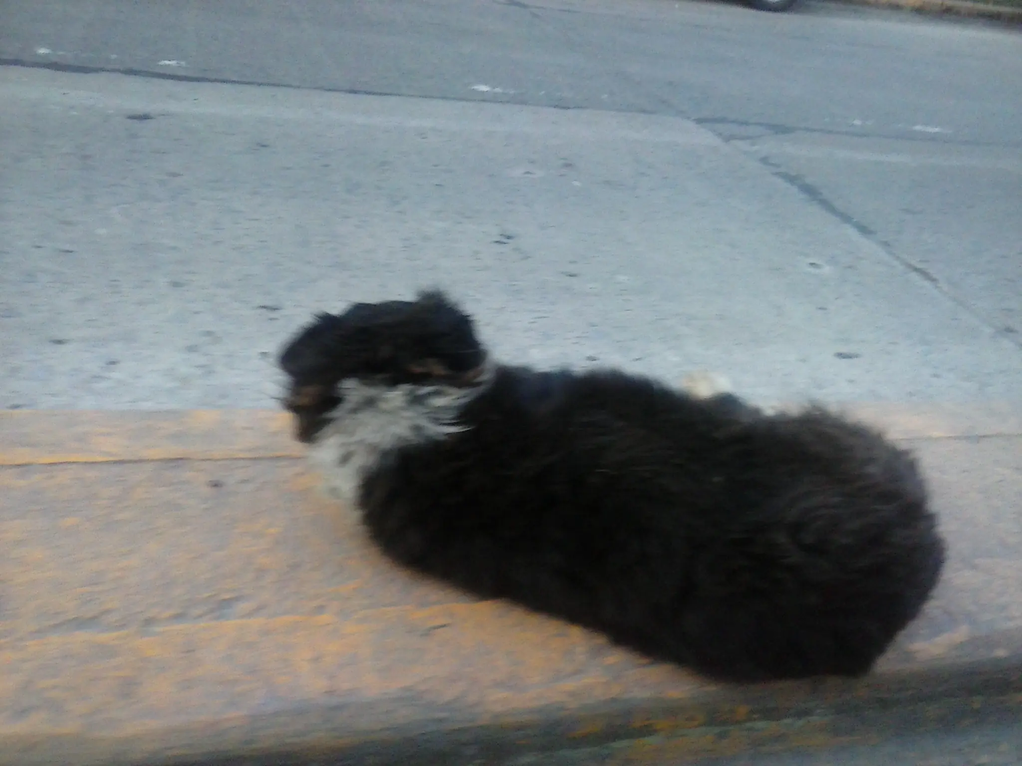 perro sin miedo