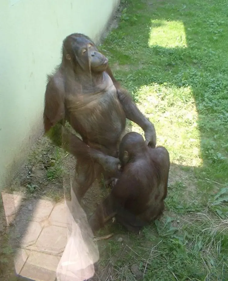 zoologico