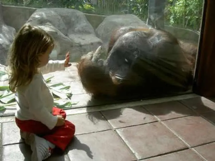 Cuando el zoo te arruina la infancia. Pasa, Lince!